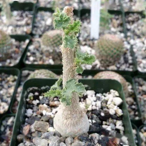 物种日历返魂树之殇dendrosicyossocotranus