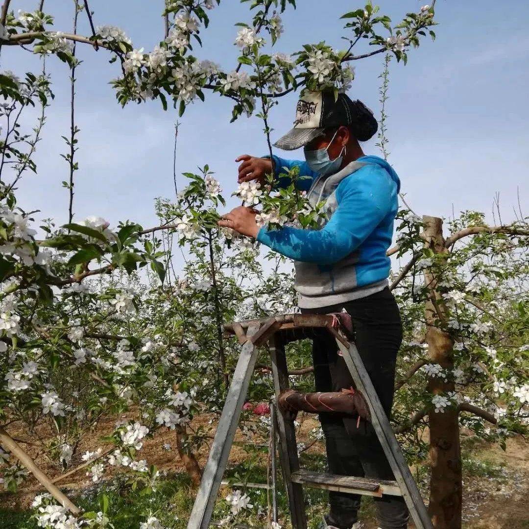 当年产量在花期,苹果人工授粉要做好_平台_天气_喷雾器