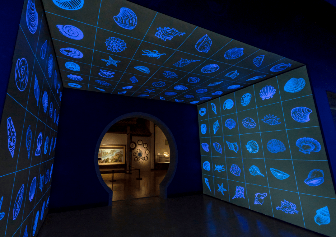 三千玲珑中国海洋贝类展一场博物馆的海洋之旅