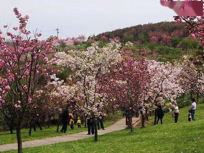 【樂行族|休閒】4月9日/10日,春天花事,四明山心,杖錫村櫻花之路 , 賞