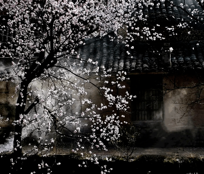 清明特辑又是一年杏花雨周虹秀