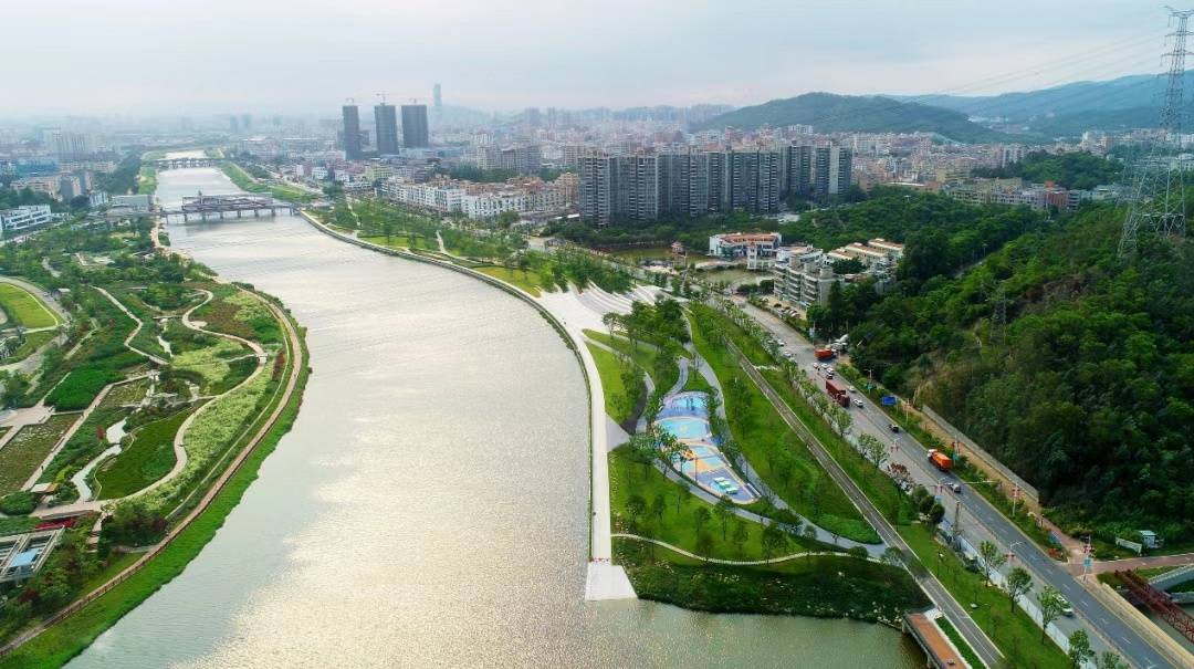 鱼翔浅底气韵生动茅洲河流域水环境质量稳步提升