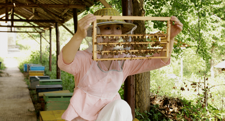 养蜂女图片真实图片