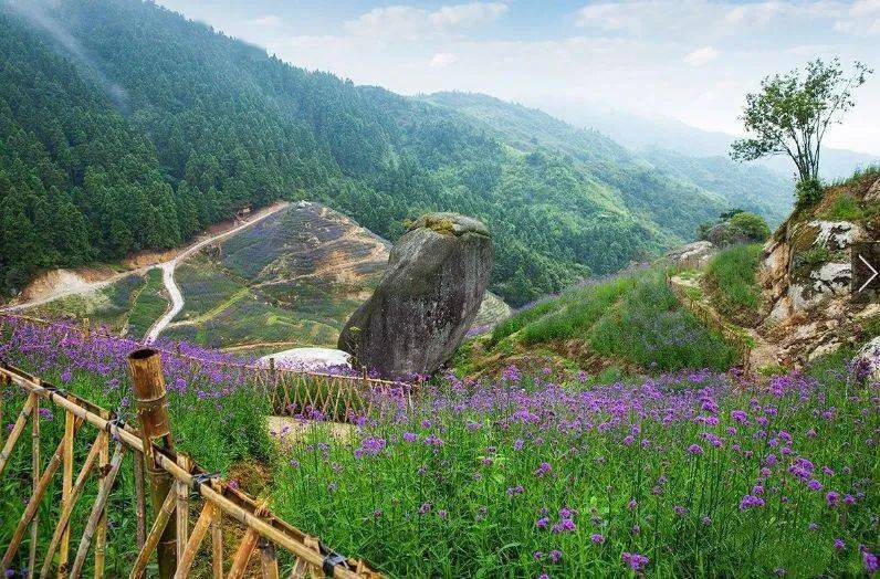 宝庆风情龙瑶幽谷600亩映山红即将盛放