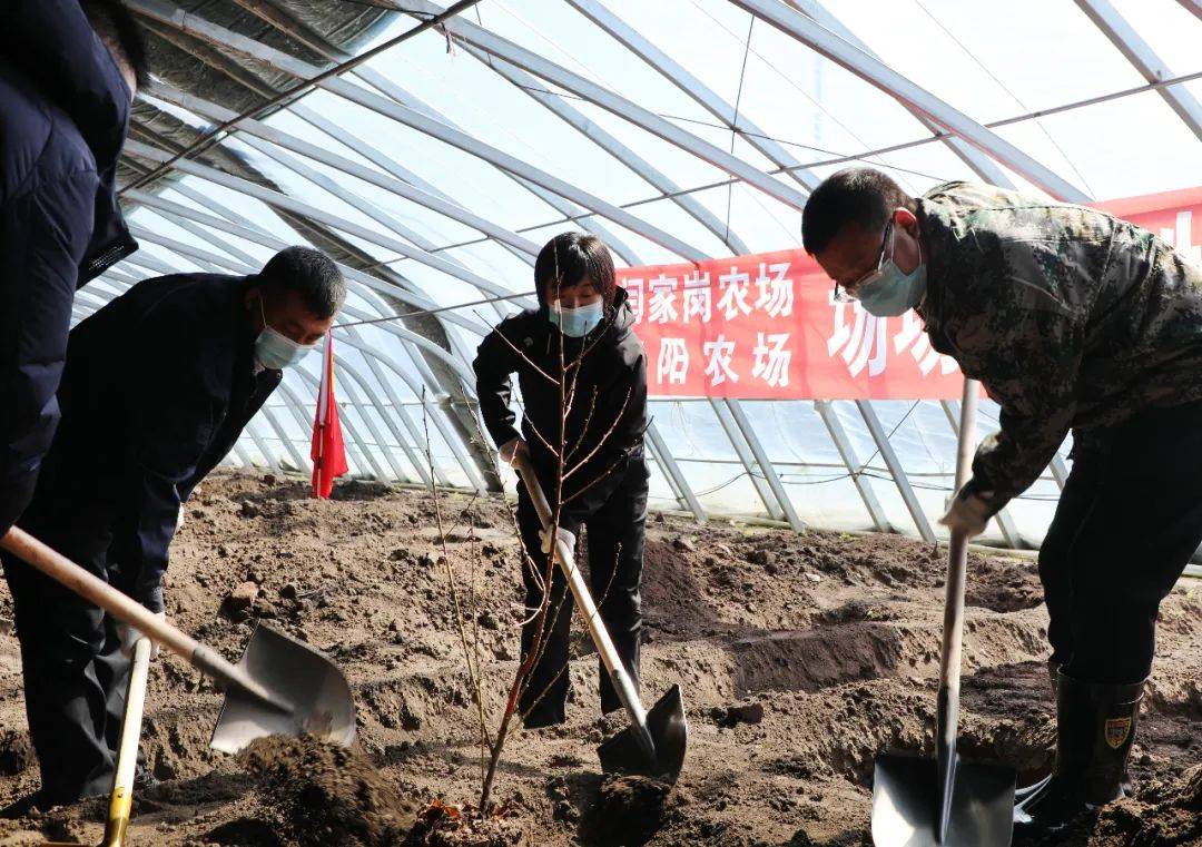 闫家岗农场与庆阳农场探索场场共建新路径携手打造桃花谷