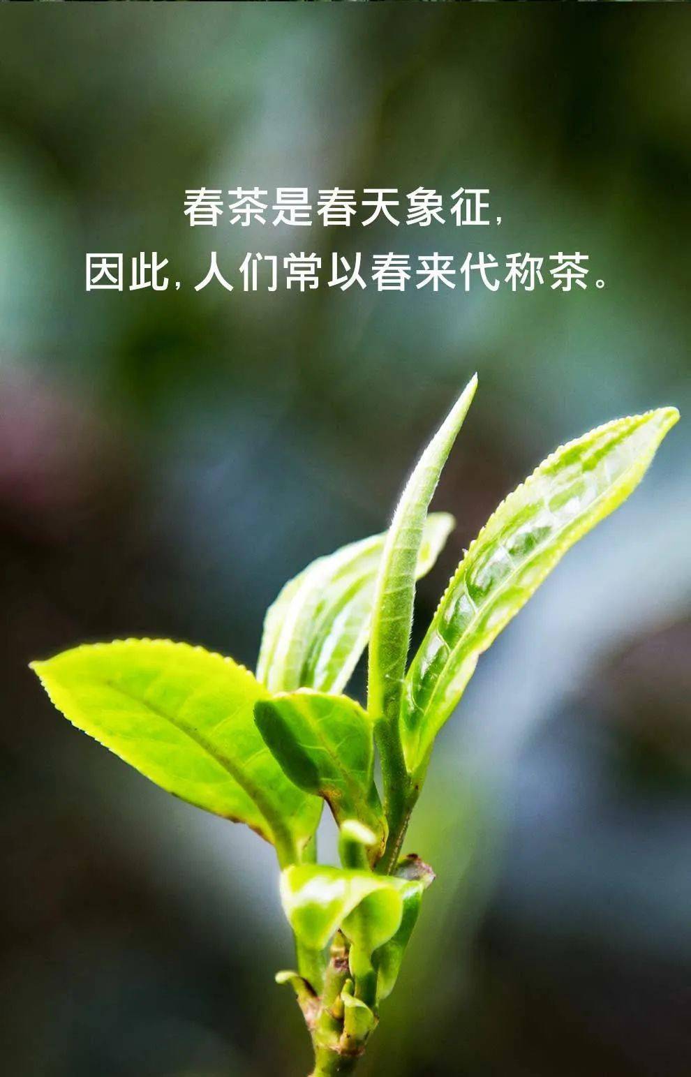 会员春茶尝鲜需求体现悦普会极致的会员服务宗旨因此我们将线下茶山游