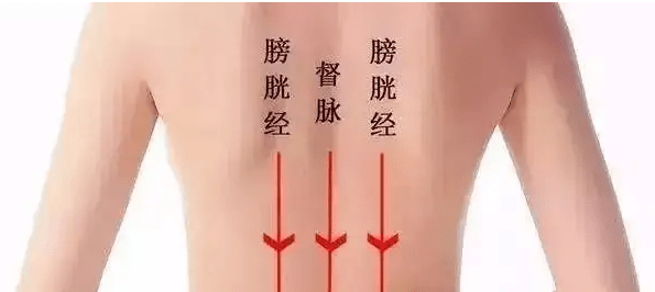 女性膀胱经图片