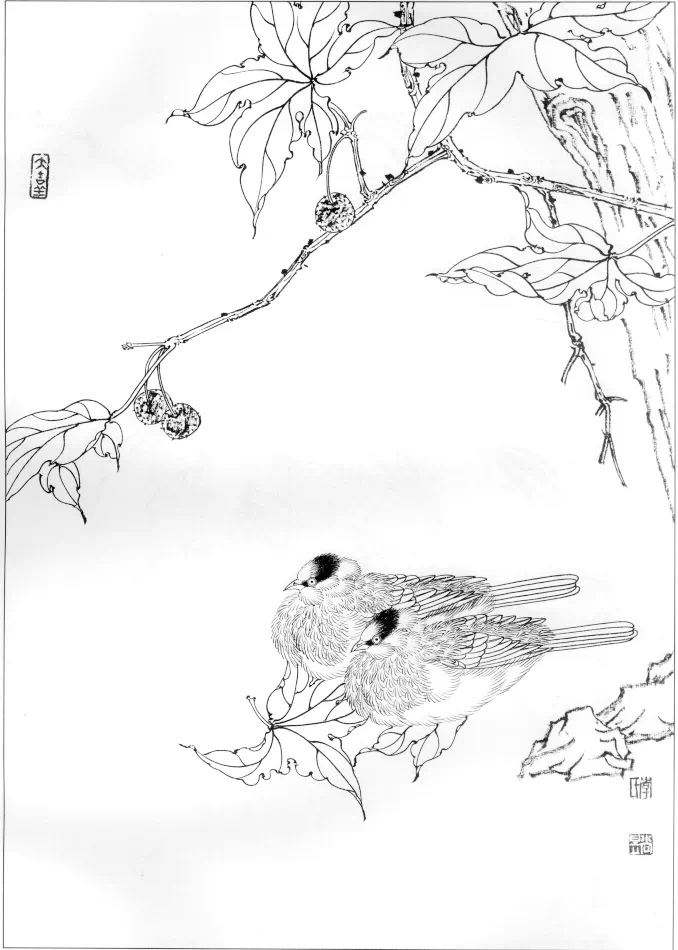 素材一組工筆畫禽鳥白描稿30圖以及畫鳥的關鍵點值得收藏