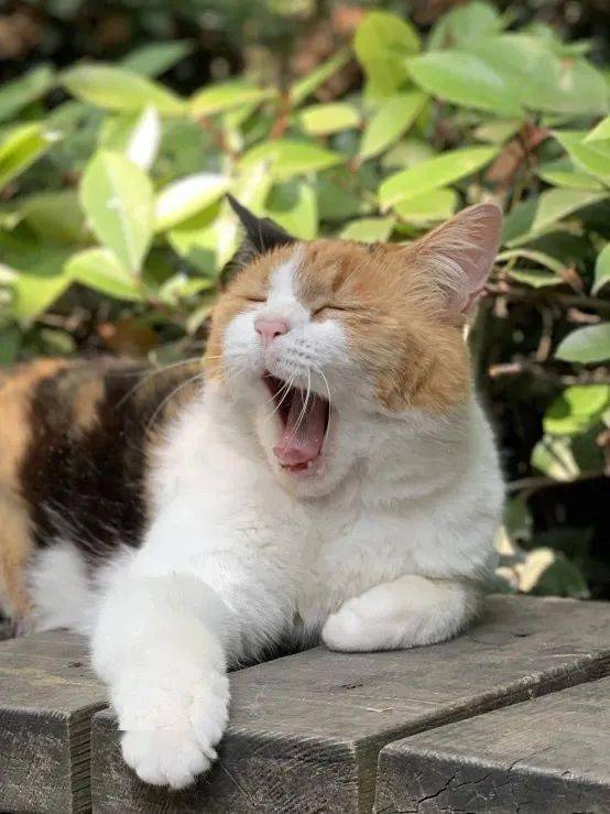 漫步巴金故居春天正发生