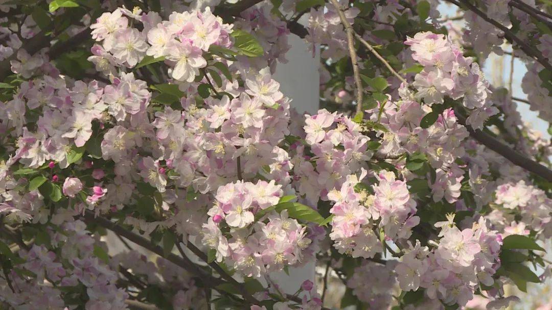 花开河北春潮烂漫海棠红花中神仙枝头俏
