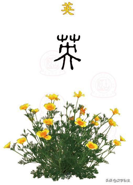 汉字植物认知花华荣英秀之间汉字思维关系