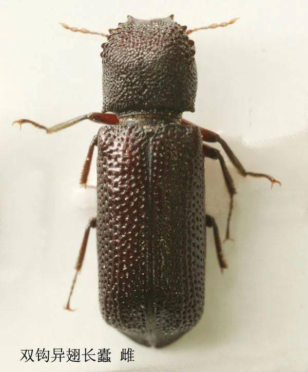 双钩异翅长蠹,是一种常见于热带,亚热带地区会严重危害木材,竹材及其