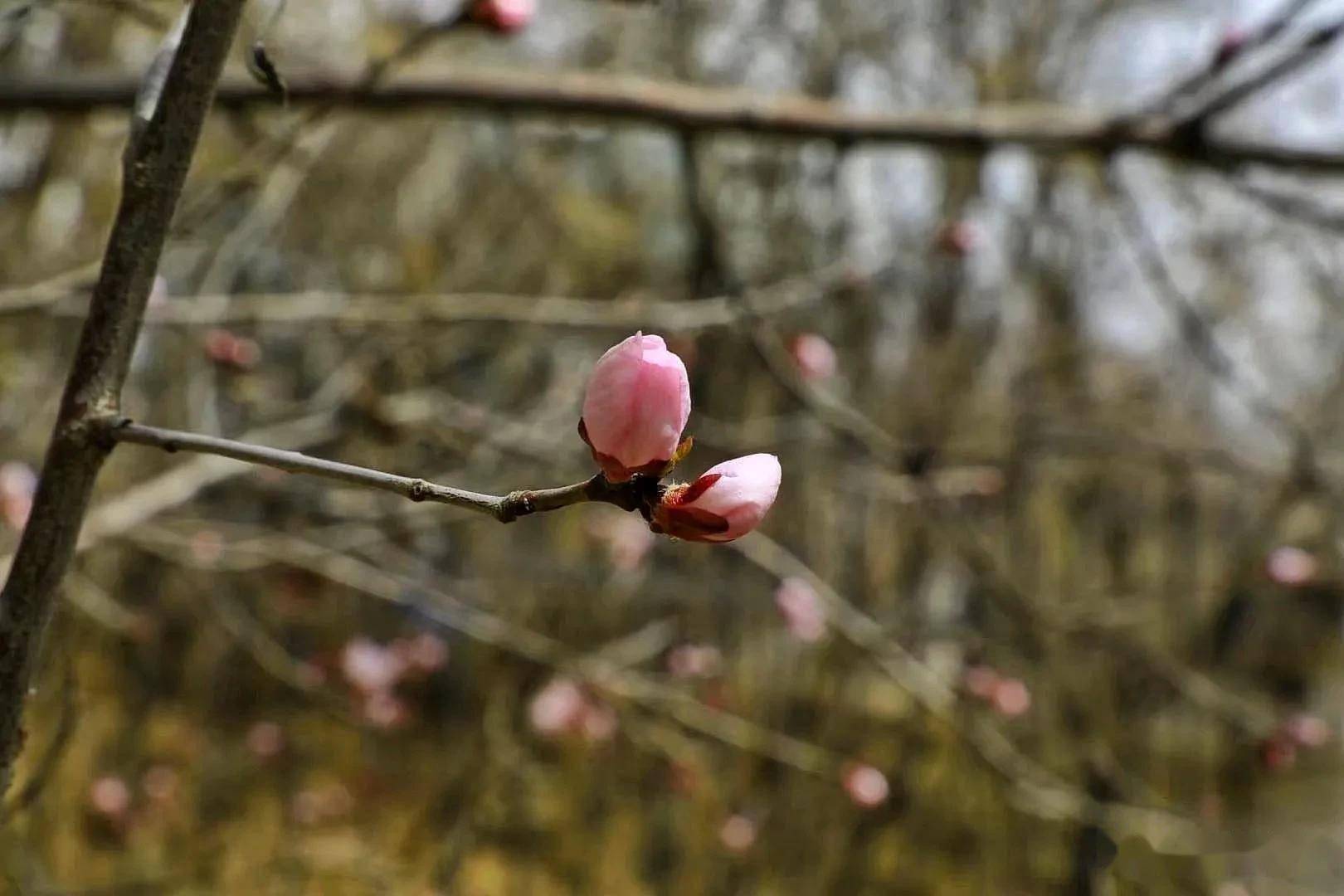 春天桃树上便长出了好多含苞欲放的花骨朵