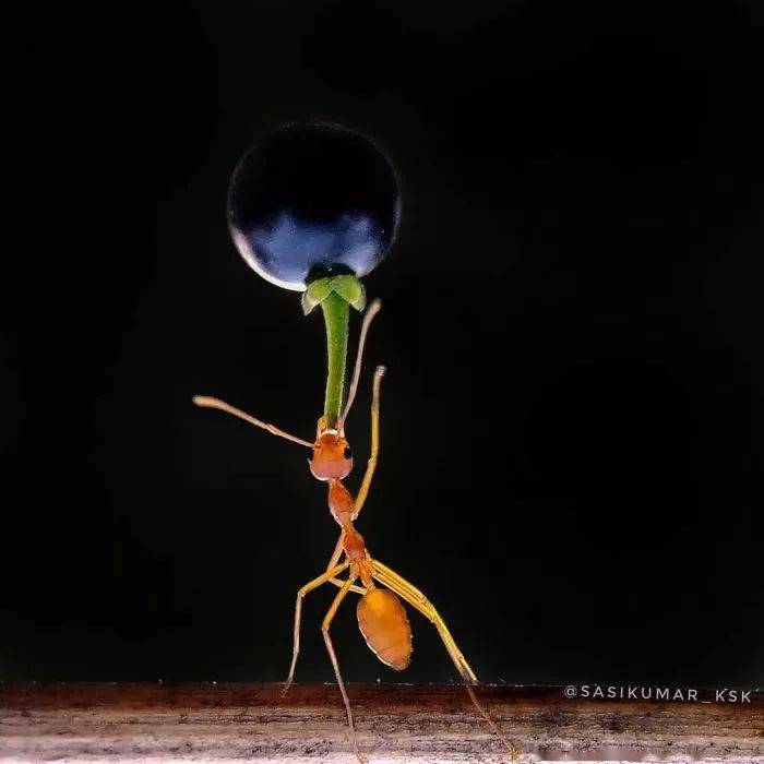 蚂蚁举重这张照片如何用手机拍摄