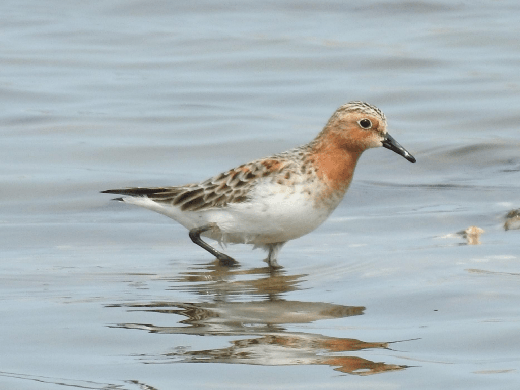 在非繁殖季节,鸻鹬类的羽色一般比较朴素,被称为"非繁殖羽"*.