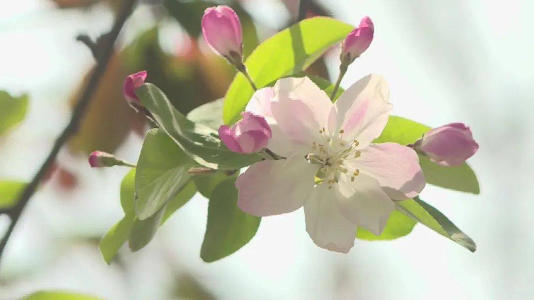 花开河北春潮烂漫海棠红花中神仙枝头俏