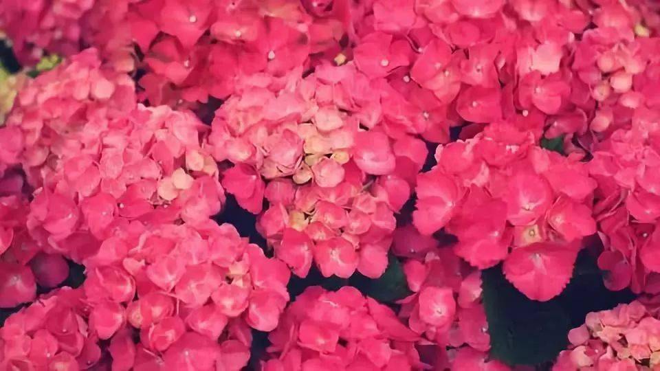 90张珍藏花图，分享出来给大家欣赏一下！！