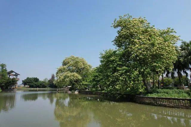 走进草坪里,几棵盛放的鱼木映入眼帘,一树繁花黄白相间,枝叶茂盛,叶面