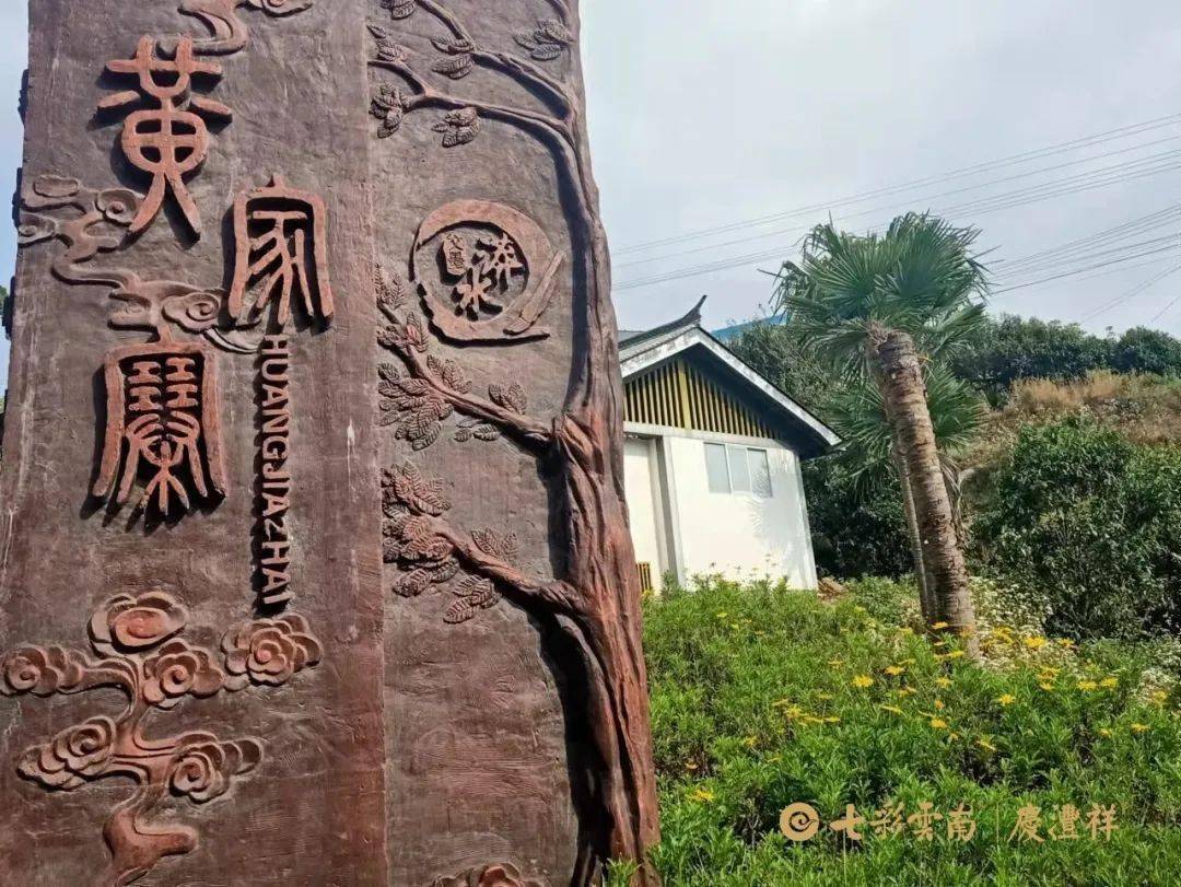 寻茶季保山茶区典型代表黄家寨正山春古茶开采啦