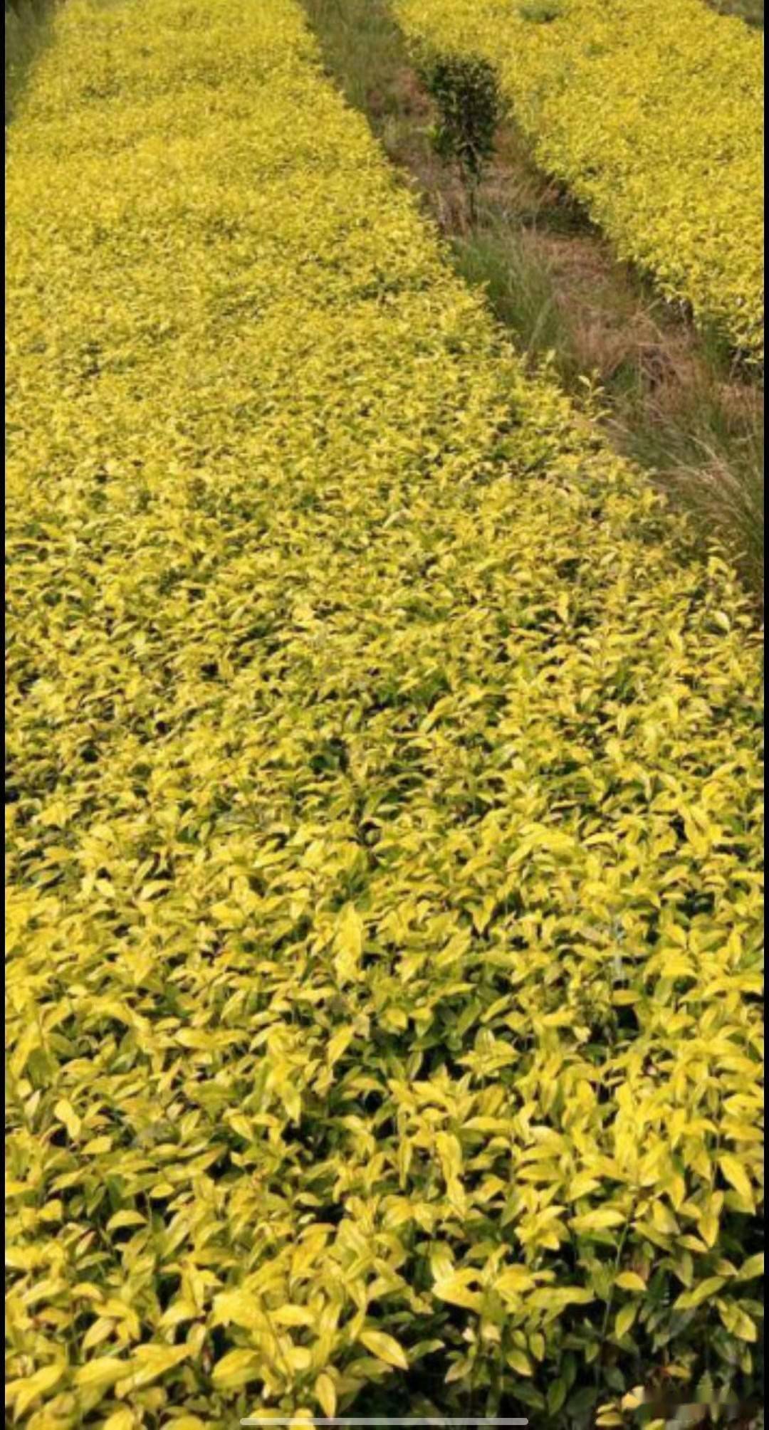 茶叶黄金芽种植管理技术