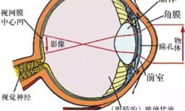 眼睛如何看到东西_屈光才_光线_进行