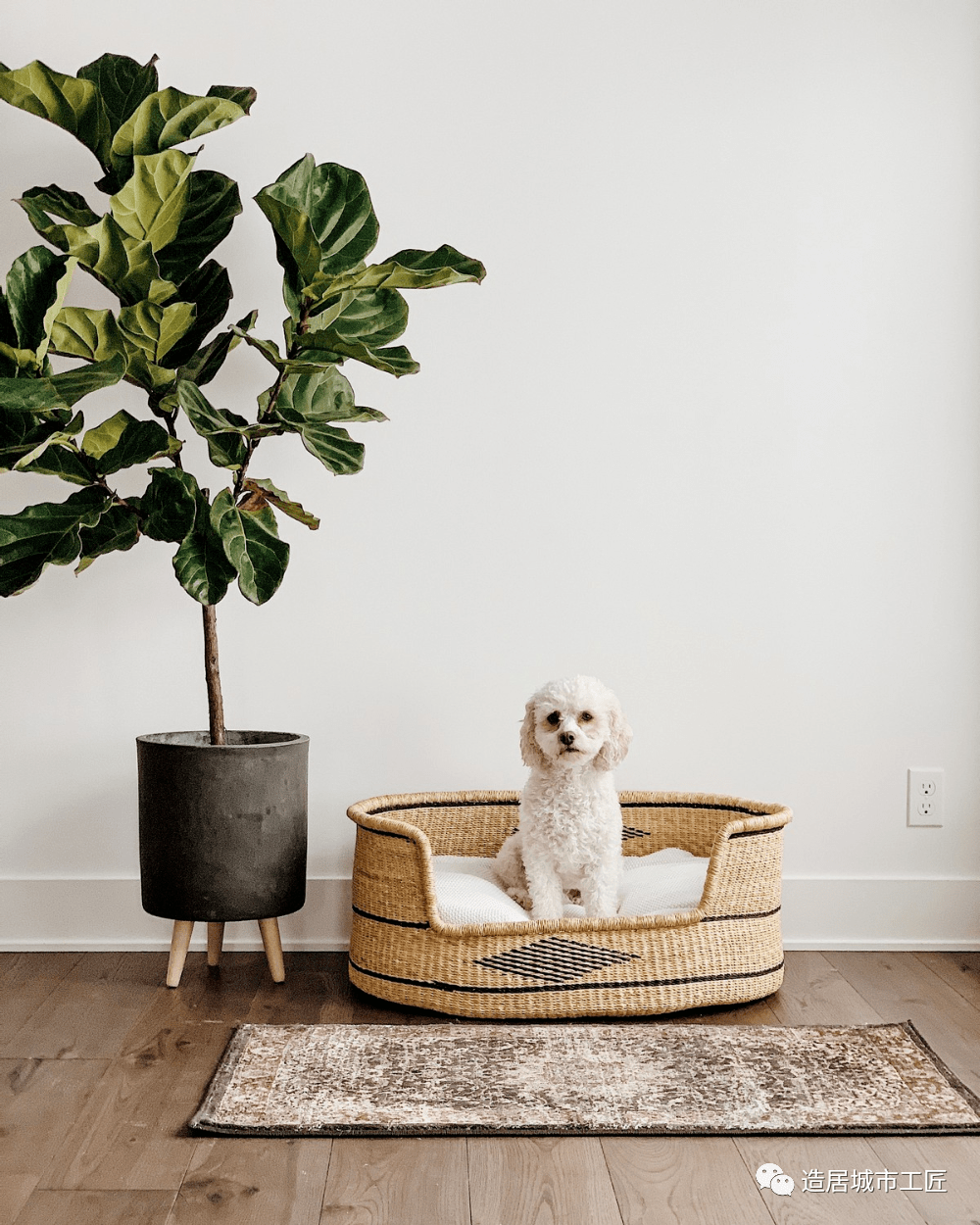 养宠家居的设计细节,看这六点就够了_宠物_区域_空间