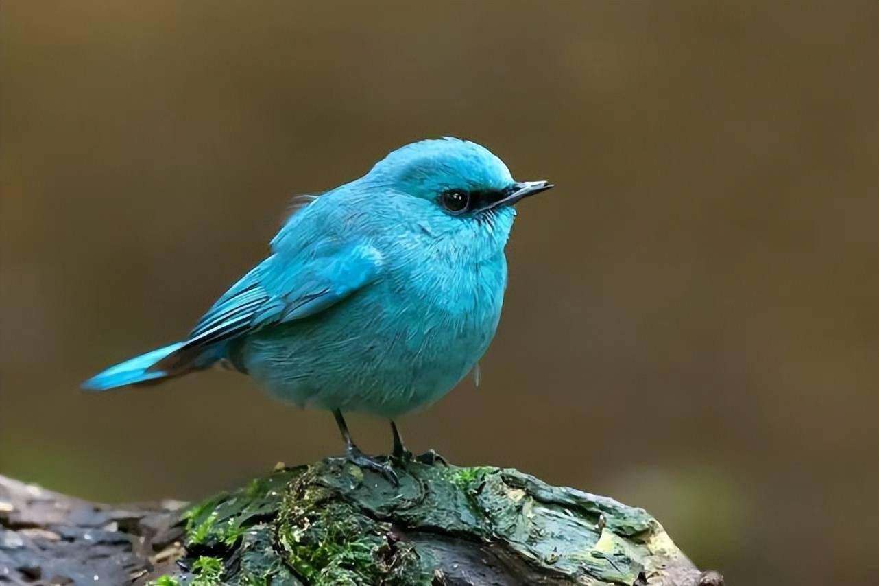 盘点大自然中10种漂亮的蓝色鸟类