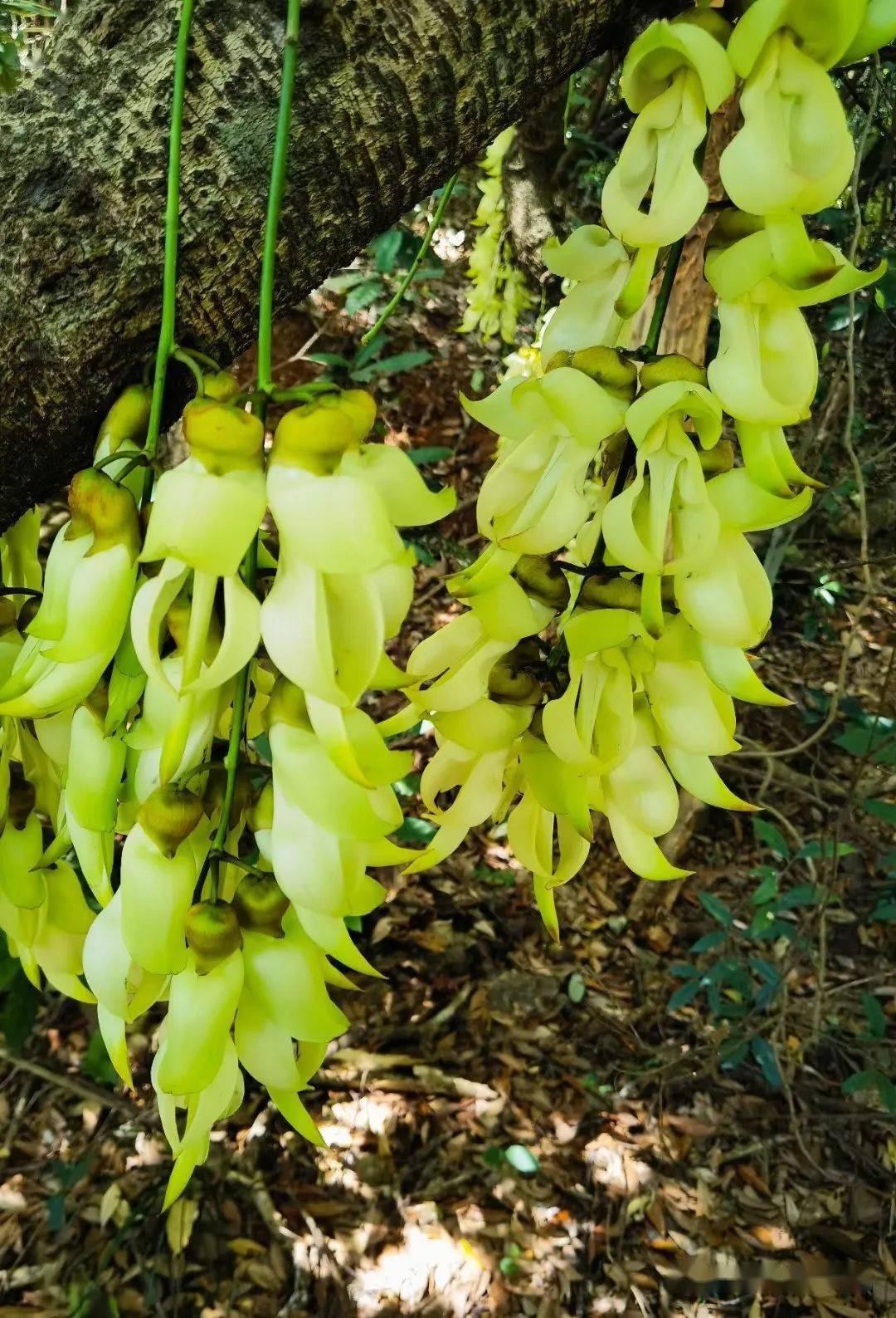 马峦山黄竹坑大环线