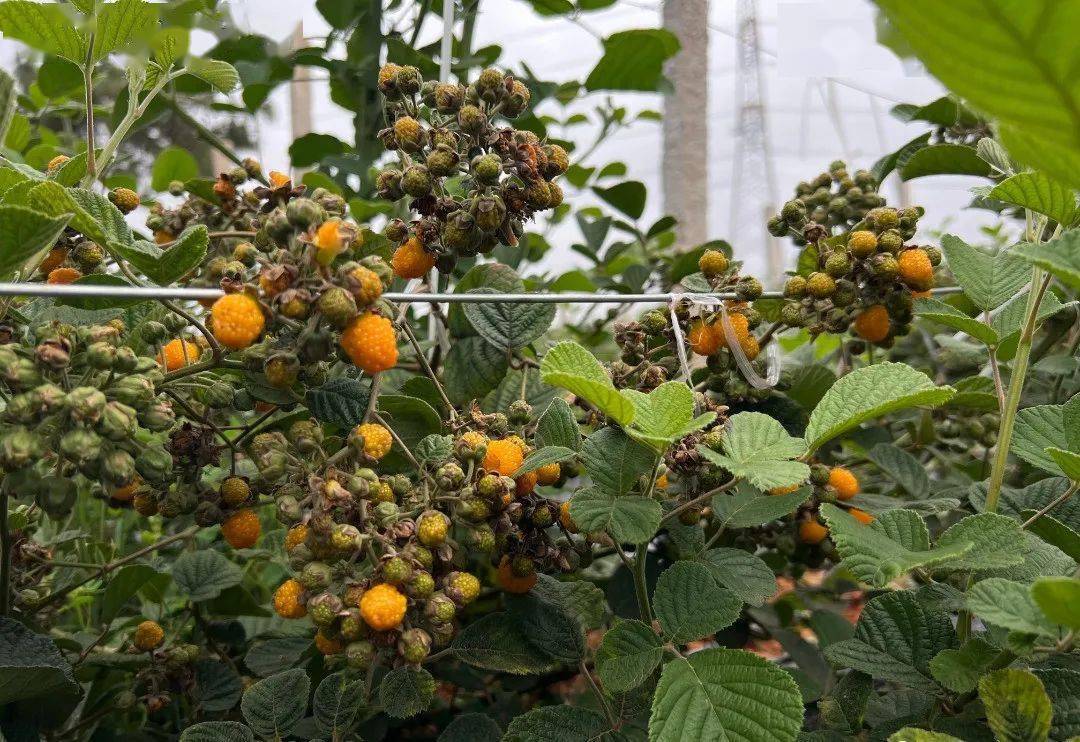 明天,去摘没刺的黄泡吧_砚山_果实_农庄