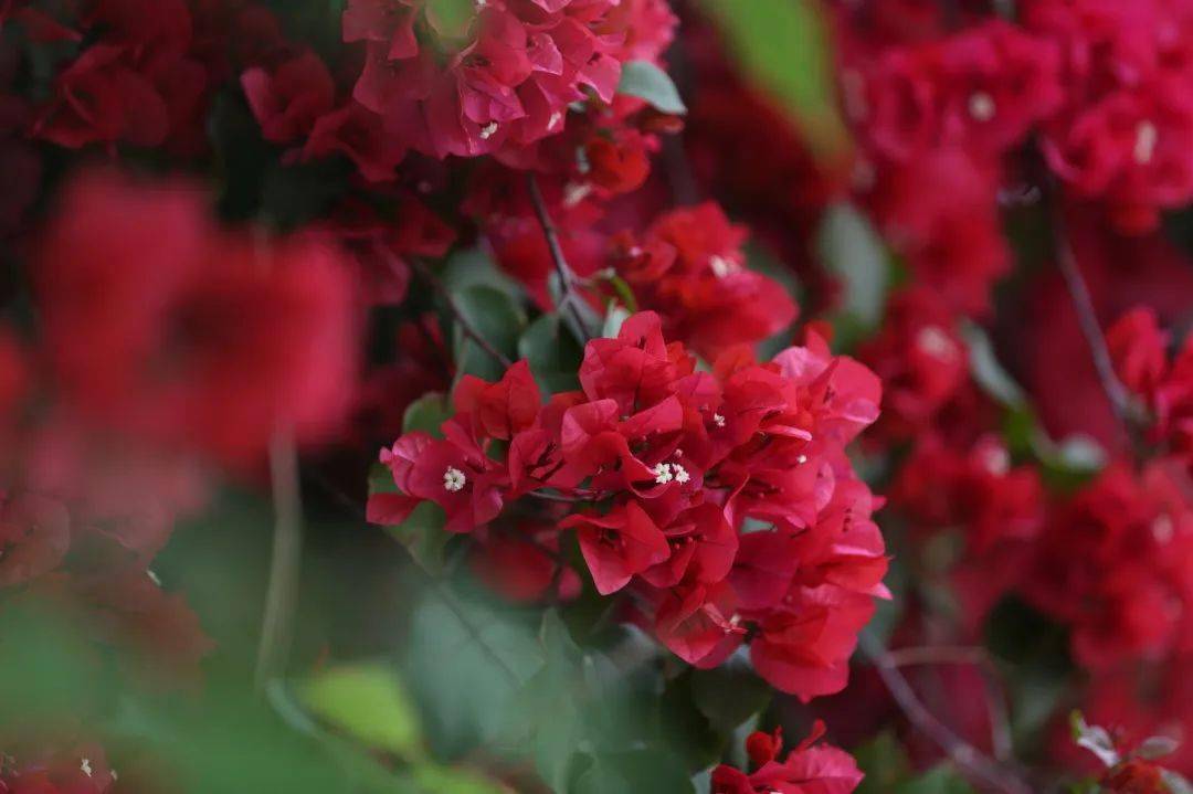 绚如彩霞西昌三角梅一键启动怒放模式