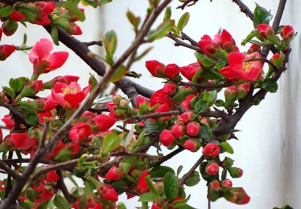 花中贵妃海棠花