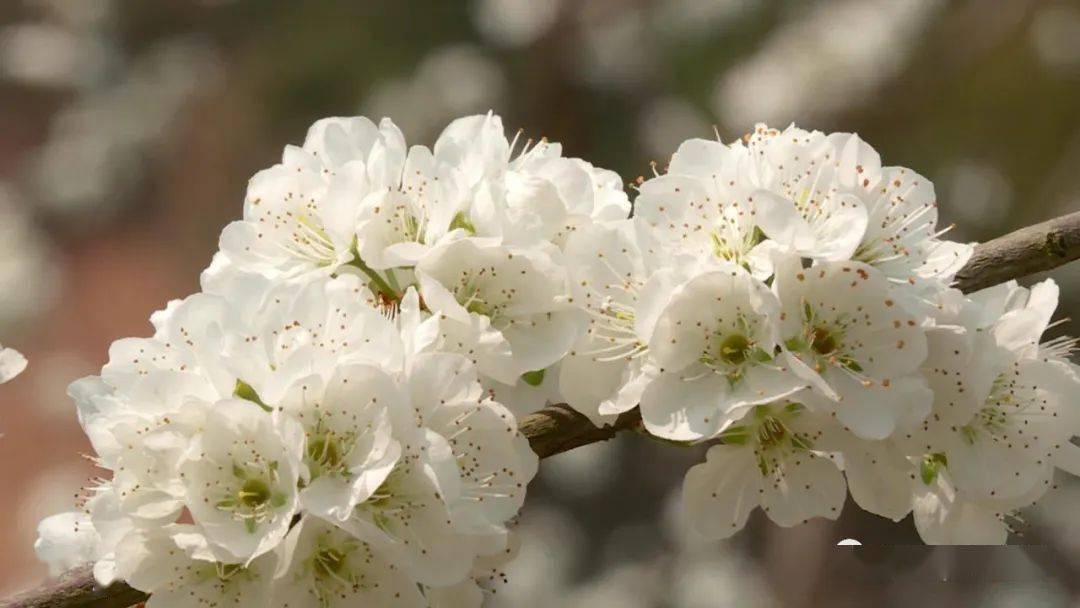 最美人间四月天荔浦珍珠李花开