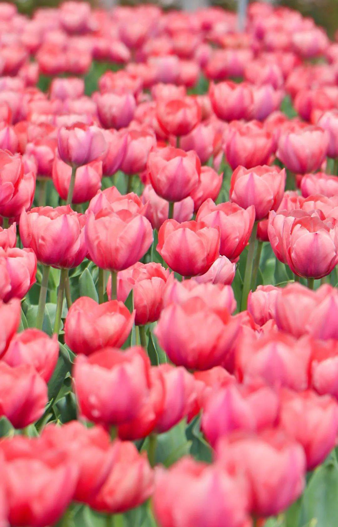 白马湖向日葵的故事恢复开园啦