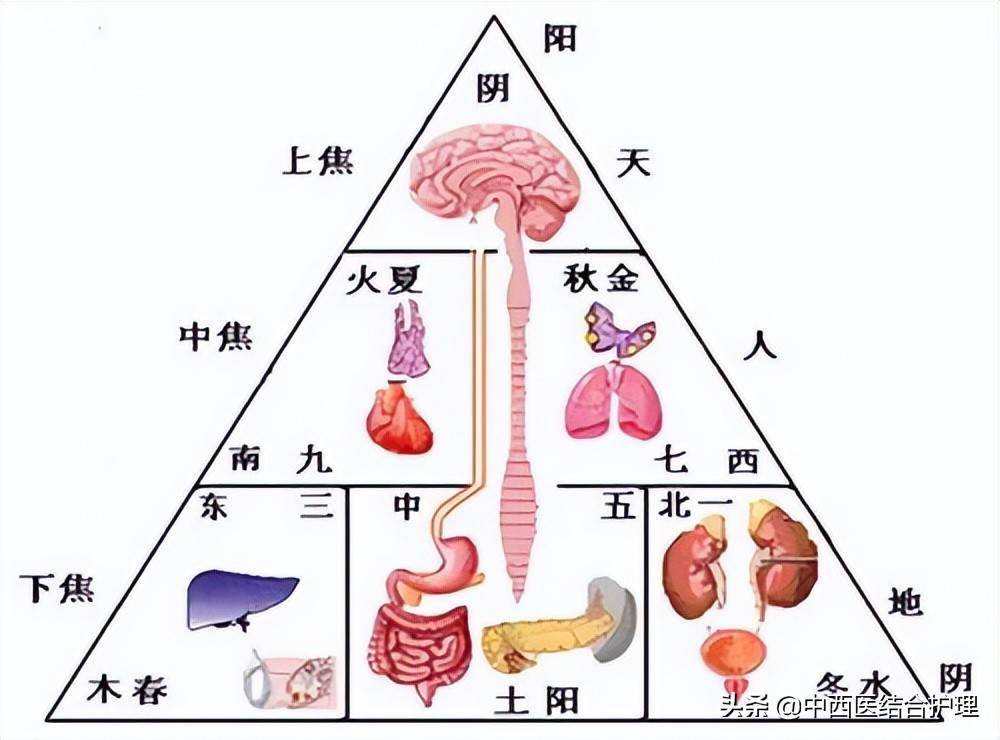 中医养生搞懂了人体三焦所有疑难杂症都迎刃而解