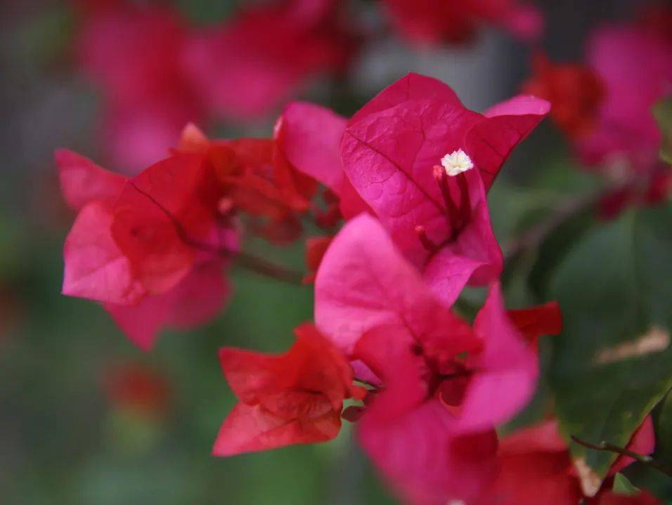 绚如彩霞西昌三角梅一键启动怒放模式