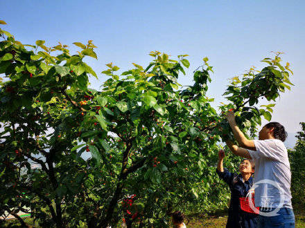 樱桃采摘有多火?重庆一个村周末每天收入超200万元