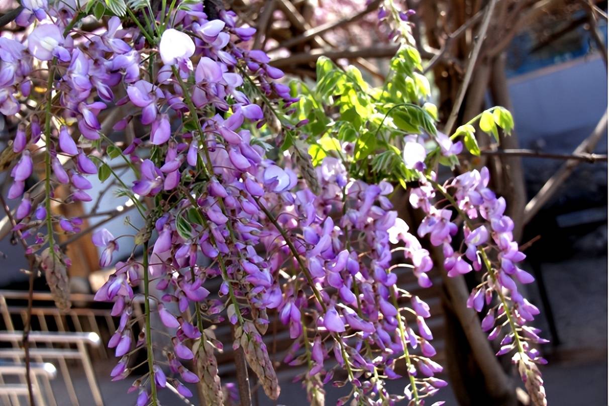 暮春紫藤花开成瀑,来这里感受京城紫色浪漫!_北京市_陶然亭公园_地址