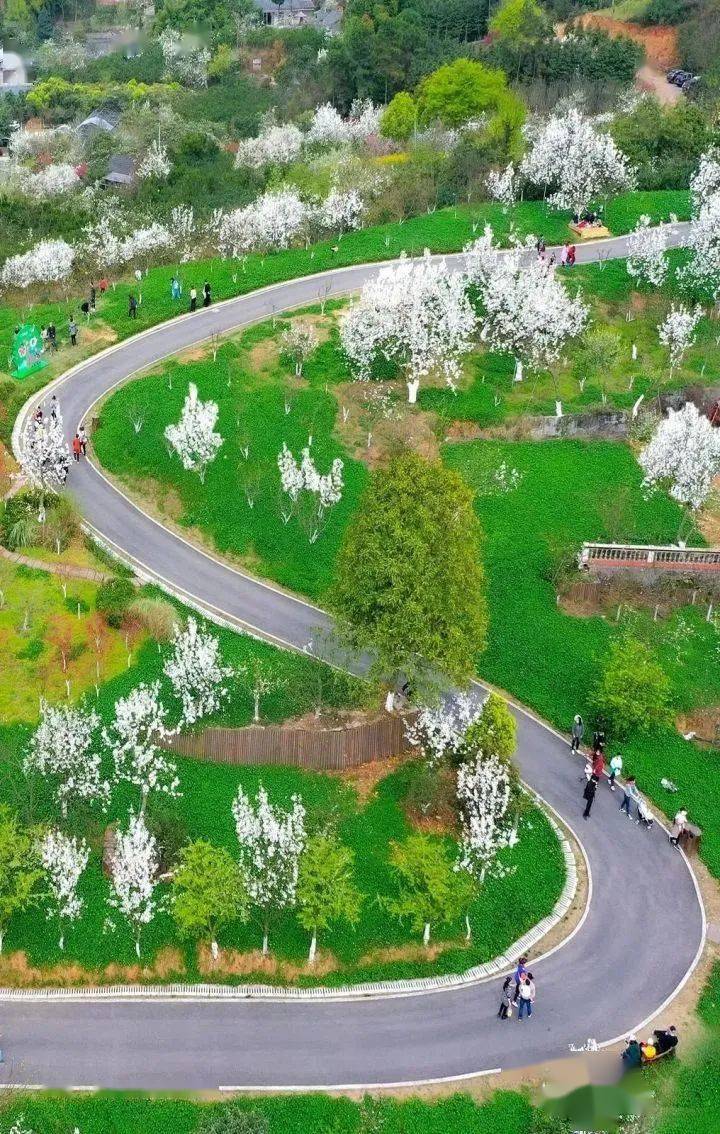 新津踏青最全攻略→_梨花溪_斑竹林_人间