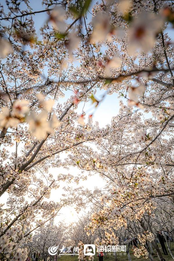 龙湖樱花迎来盛花期 快来留住这份专属于春日的美好_烟台_春潮_海报