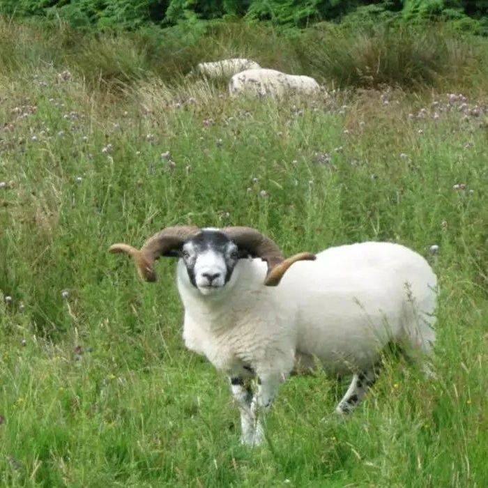 养羊圈打死都不说的四句话 心里话 什么 价格便宜