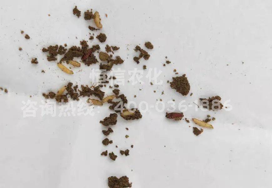 独特配方来了专杀韭蛆蒜蛆黑头蛆抗性害虫虫卵双杀用两次管三代蛾不