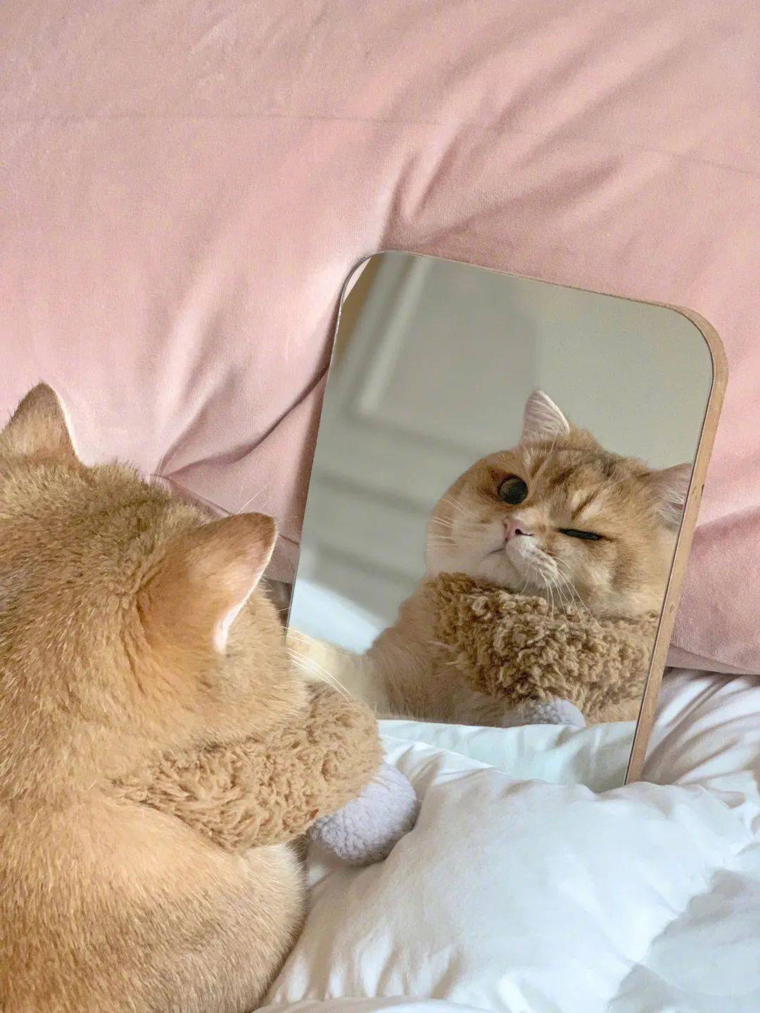 自恋猫咪照镜子,被镜子中的自己帅到了!_帅醒_by_圆脸