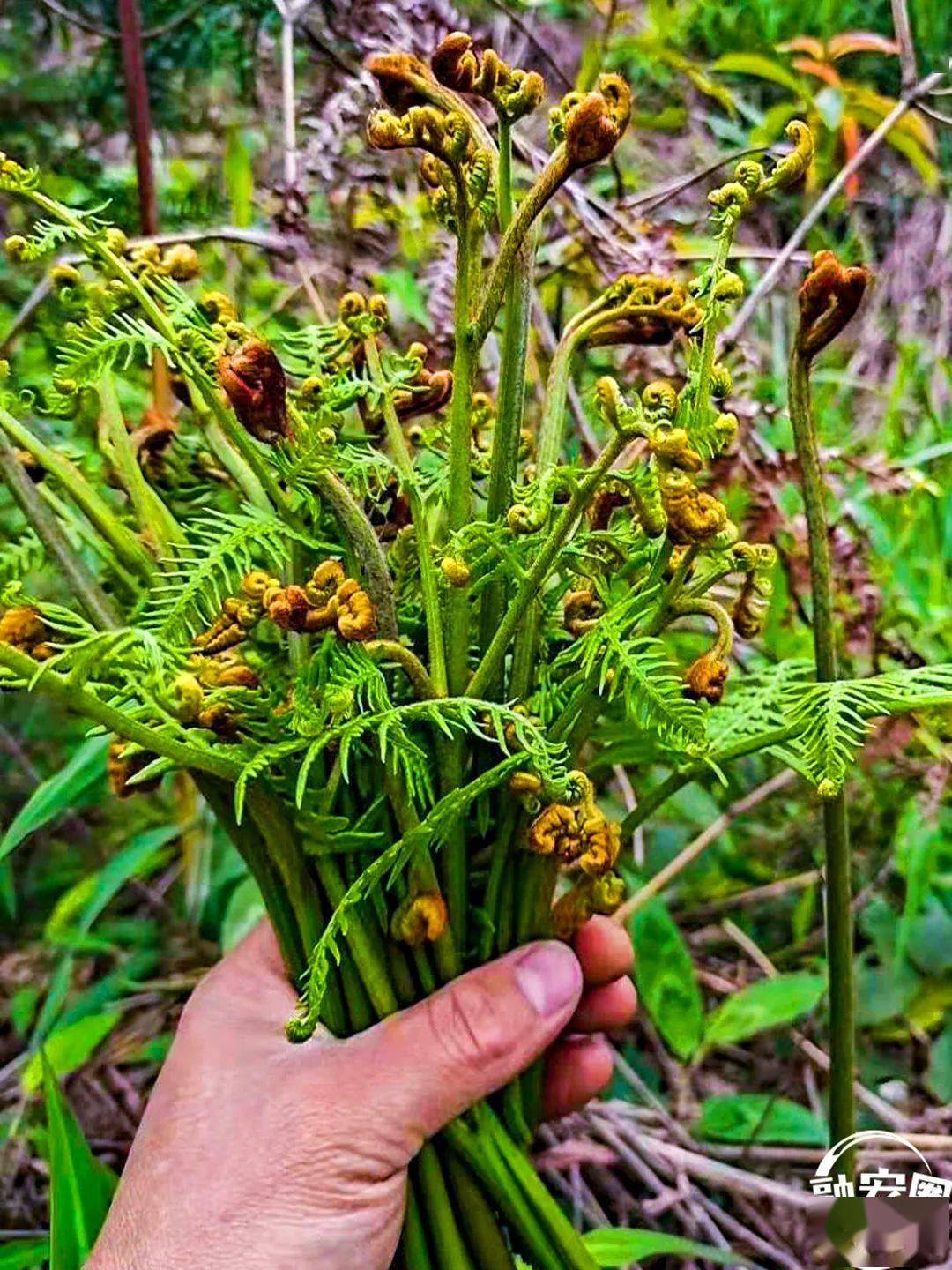 蕨菜總共分為四種,甜厥,紅蕨(滑厥),苦厥和水蕨