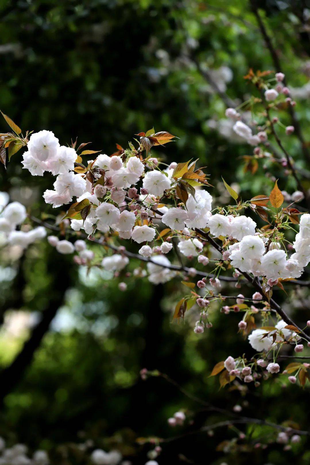 普贤象晚樱之百变皇后