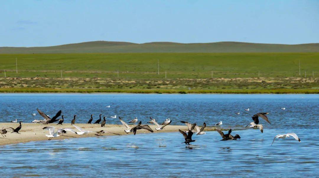 张张都能当屏保这里是大美呼伦湖