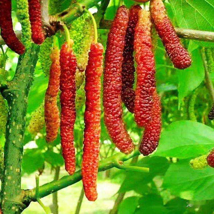 去这个地方采桑葚,寻找儿时的记忆~赶紧约起…_桑园_桑果_盛田