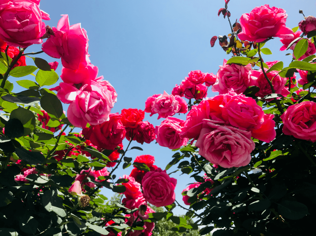 陕西省安康市市花图片