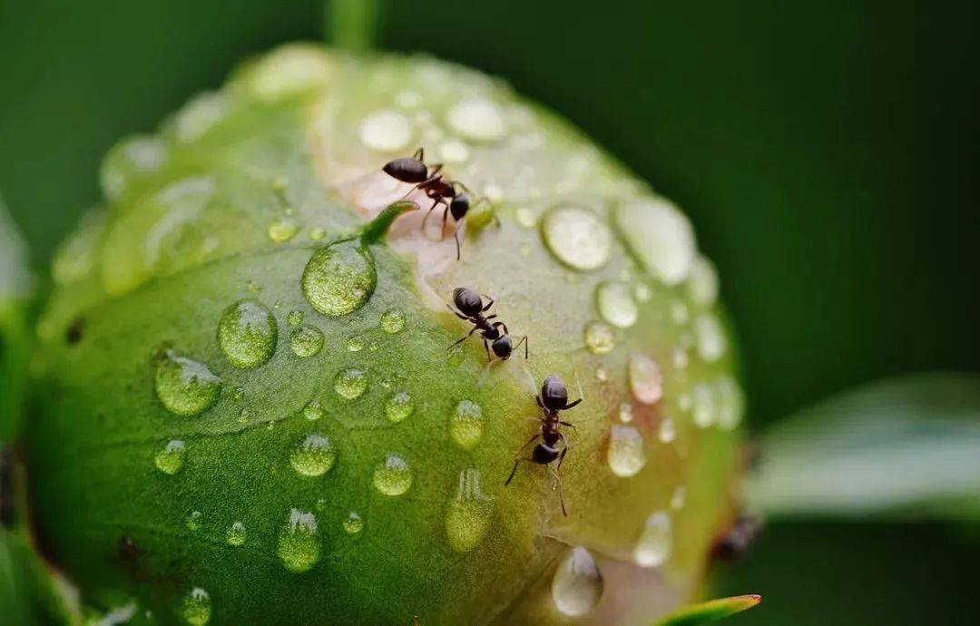 67奇思妙想50问丨蚂蚁为什么会在下雨前搬家?_答案_问题_死海