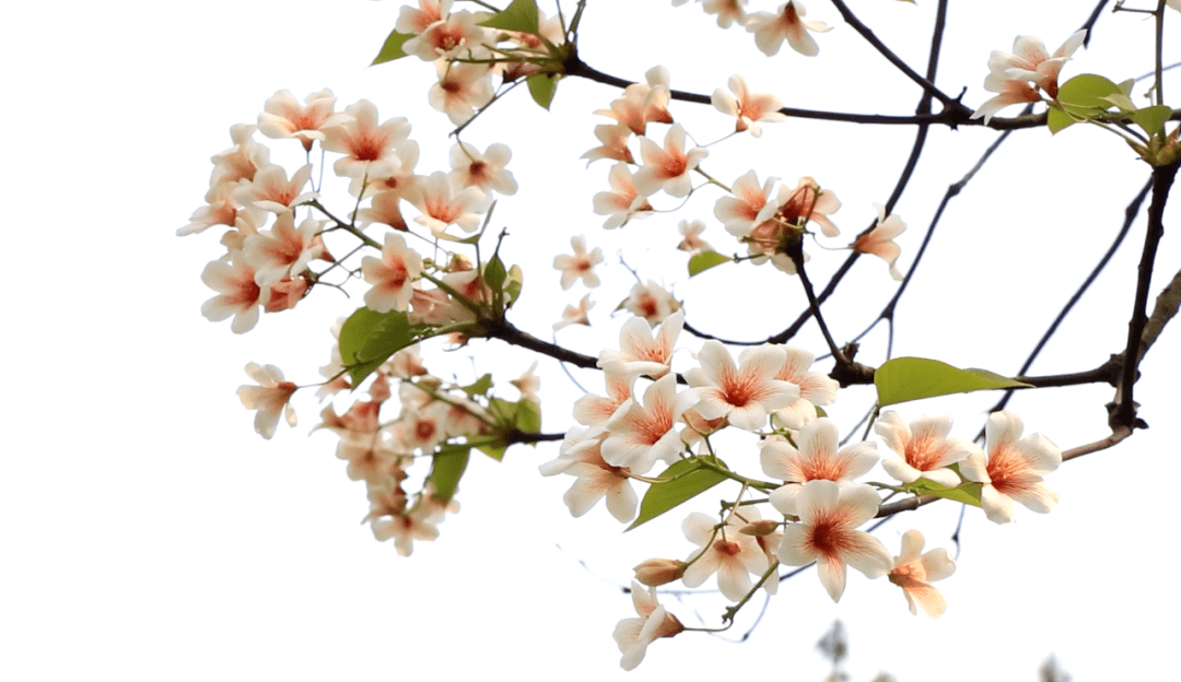 桐花万里丹山路(桐花万里丹山路,雏凤清于老凤声翻译)