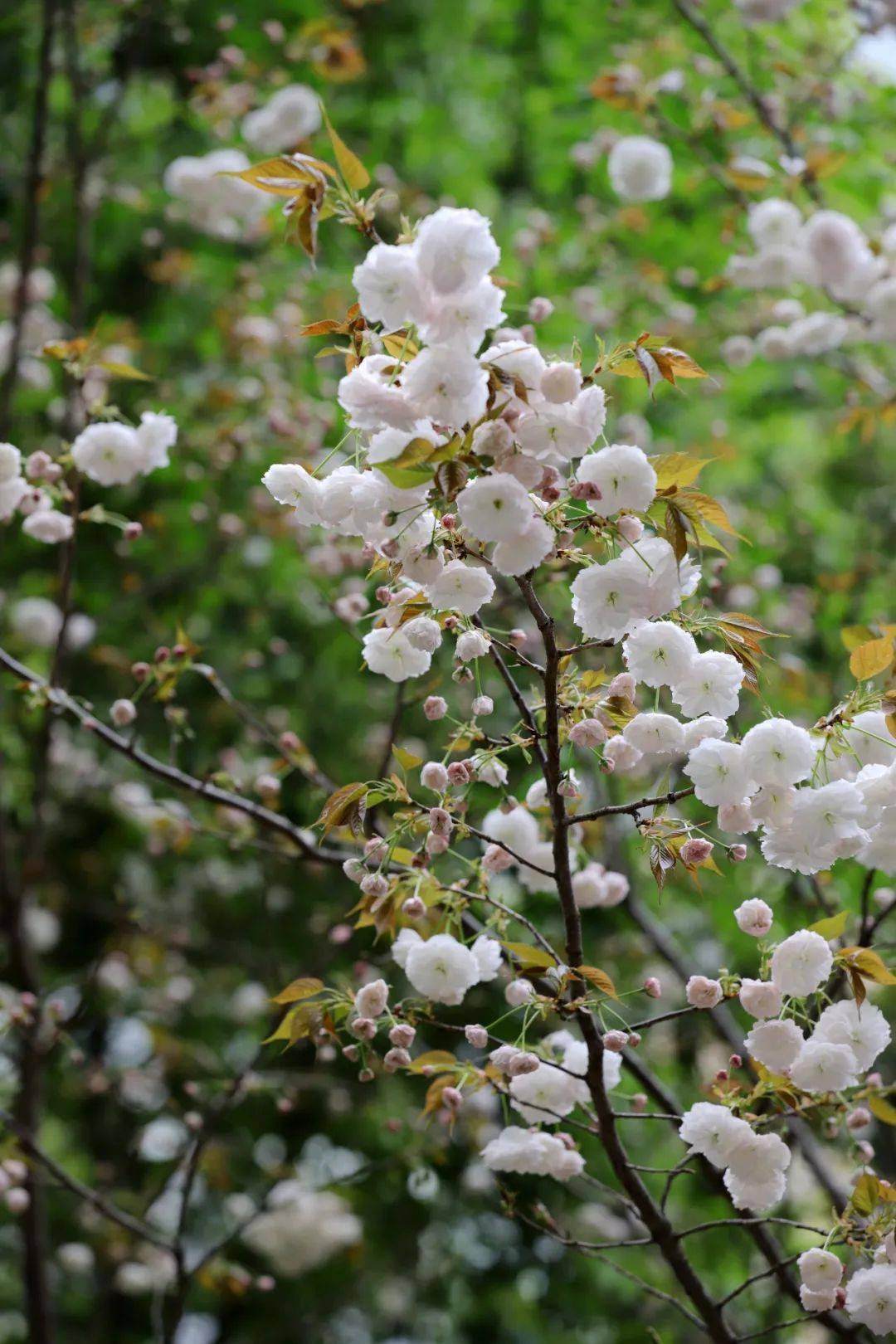 普贤象晚樱之百变皇后